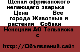 Щенки африканского нелающего зверька  › Цена ­ 35 000 - Все города Животные и растения » Собаки   . Ненецкий АО,Тельвиска с.